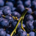 Tudo Sobre A Uva: Entenda Aspectos Da Fruta Do Vinho