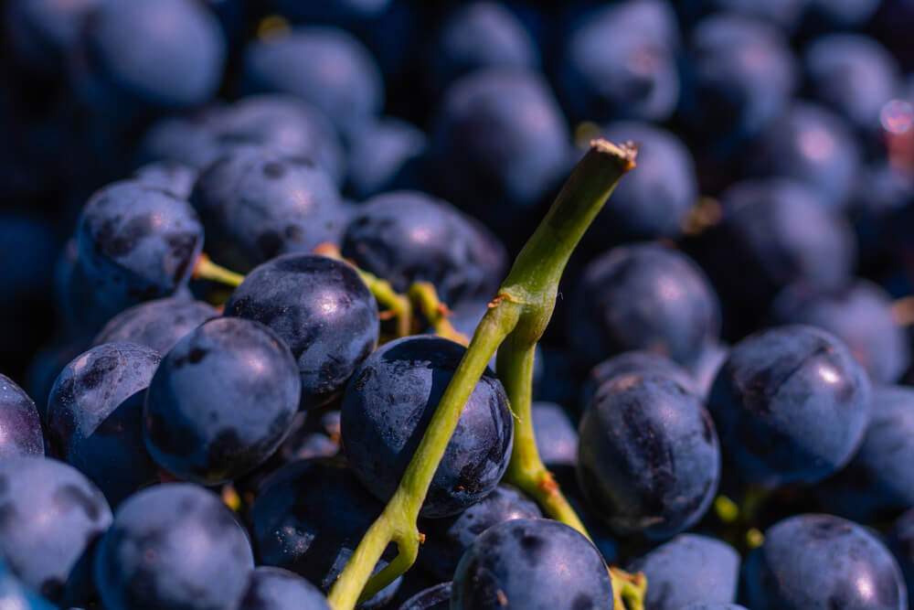 Várias Uvas Tintas Preenchendo A Imagem Por Completo.