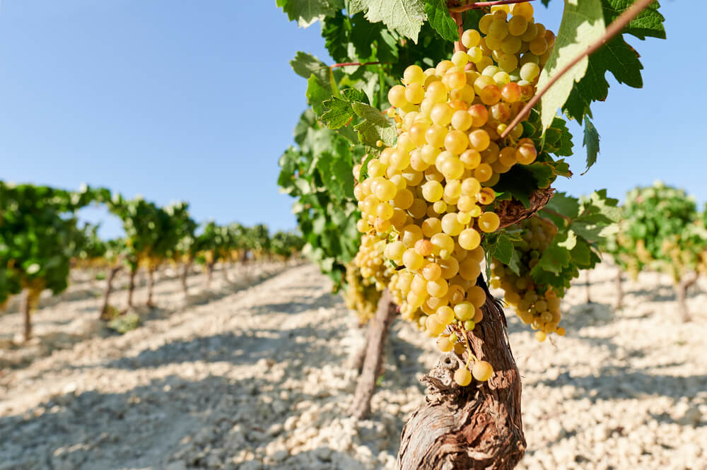 Guia De Uvas: Conheça A Verdejo, Casta Branca Espanhola