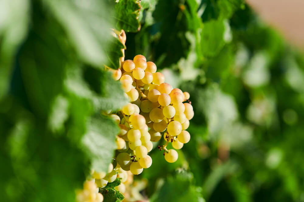 Cacho de uma verdejo, casta branca espanhola, na videira.