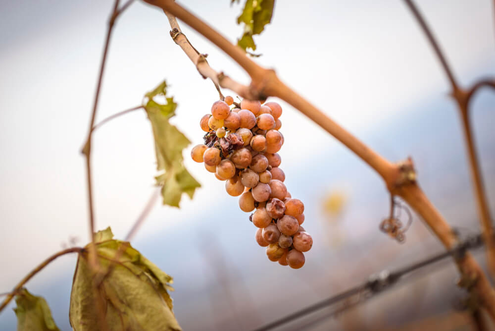 Imagem de uvas com o fungo Botrytis cinerea é conhecido no Brasil como mofo cinzento.