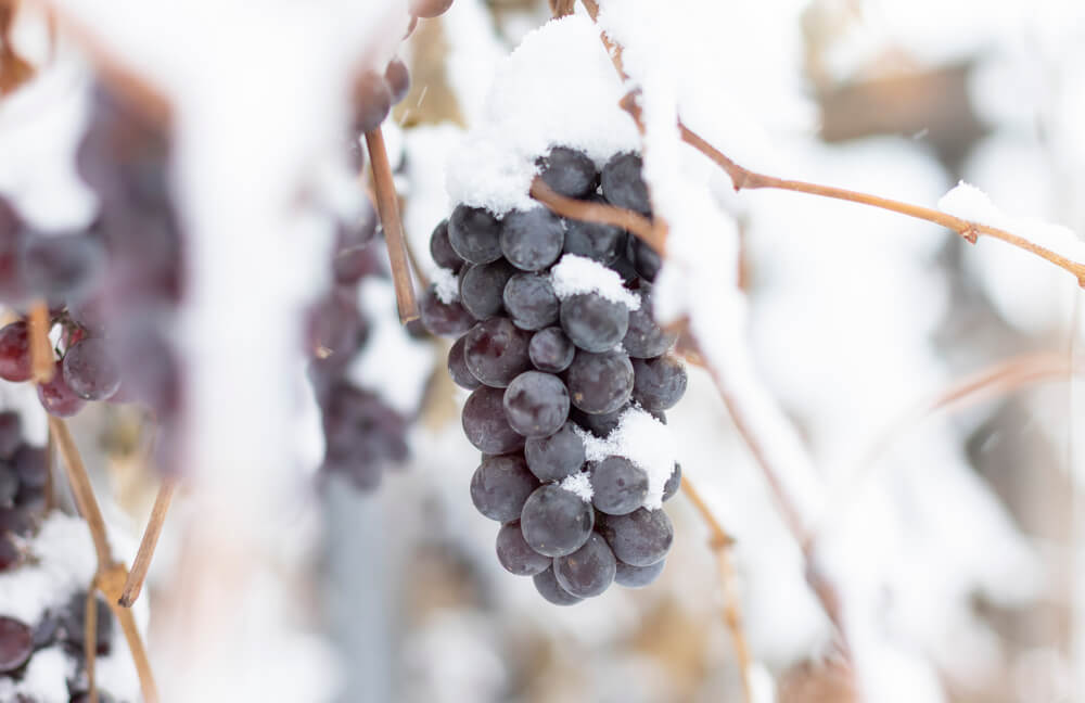 Imagem de um cacho de uvas tintas coberto de neve.