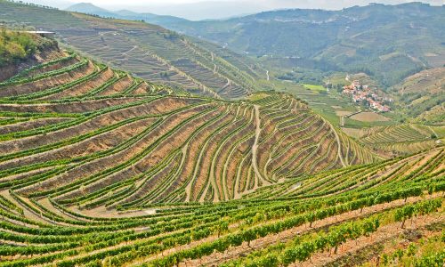 Imagem Dos Vinhedos Em Socalco Do Vale Do Douro.