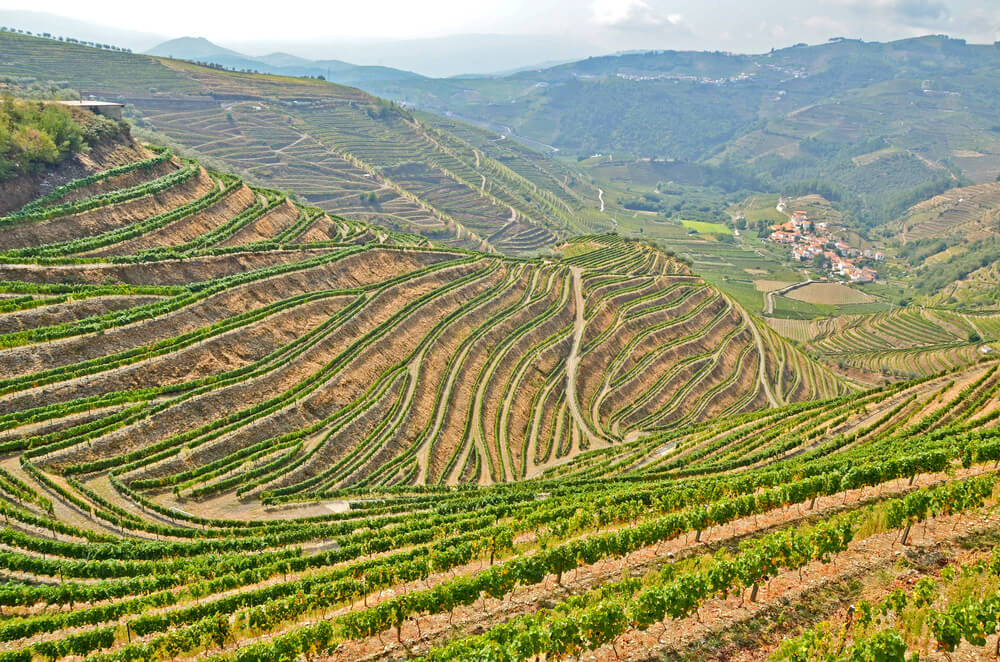 Imagem Dos Vinhedos Em Socalco Do Vale Do Douro.