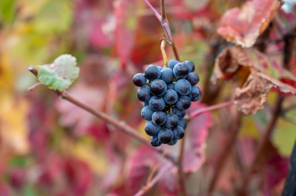 Imagem de um cacho da uva touriga nacional.