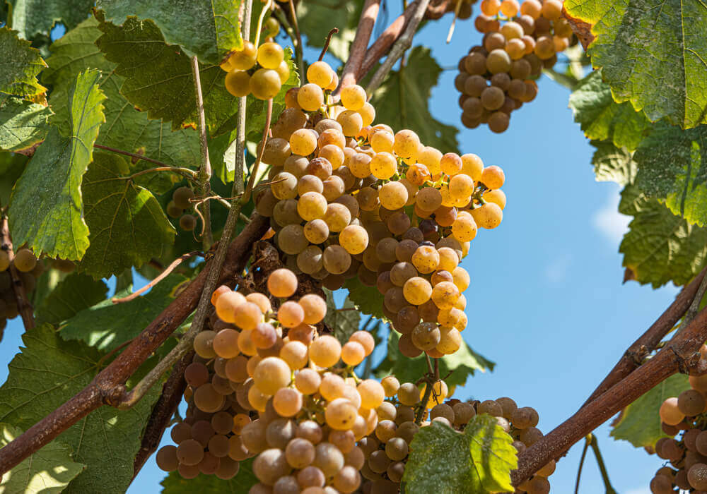Imagem de cachos de uva albariño, também conhecida como alvarinho.