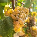 Guia Das Uvas: Albariño, A Casta Da Região De Vinhos Verdes