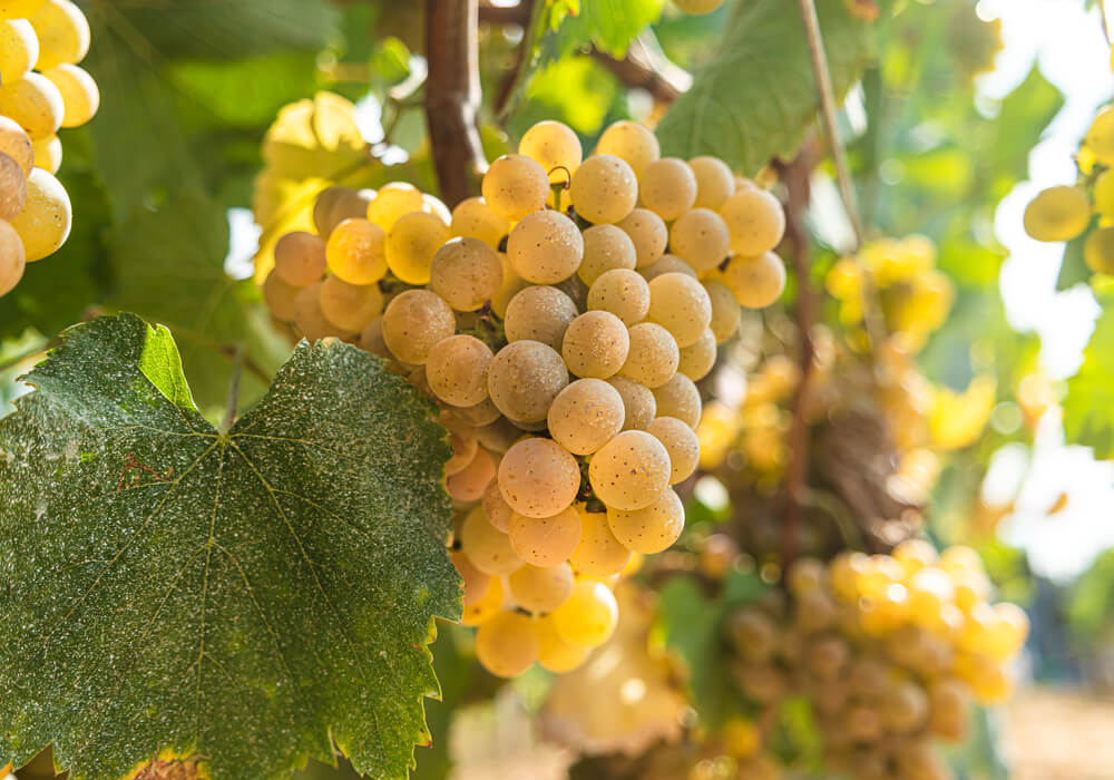 Guia Das Uvas: Albariño, A Casta Da Região De Vinhos Verdes