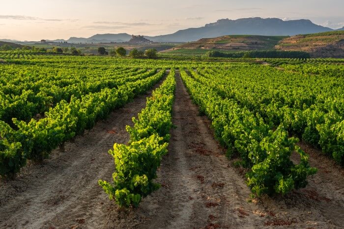 Vinhedos em Rioja Oriental