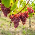 Guia De Uvas: Gewürztraminer, Casta Típica Da Alsácia