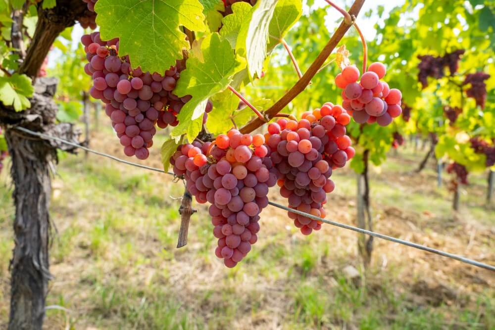 Guia De Uvas: Gewürztraminer, Casta Típica Da Alsácia