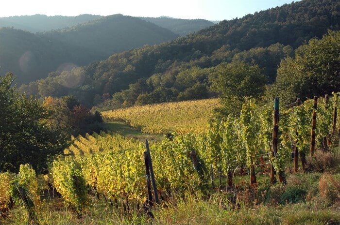 vinhedos da uva gewürztraminer na Alsácia, França