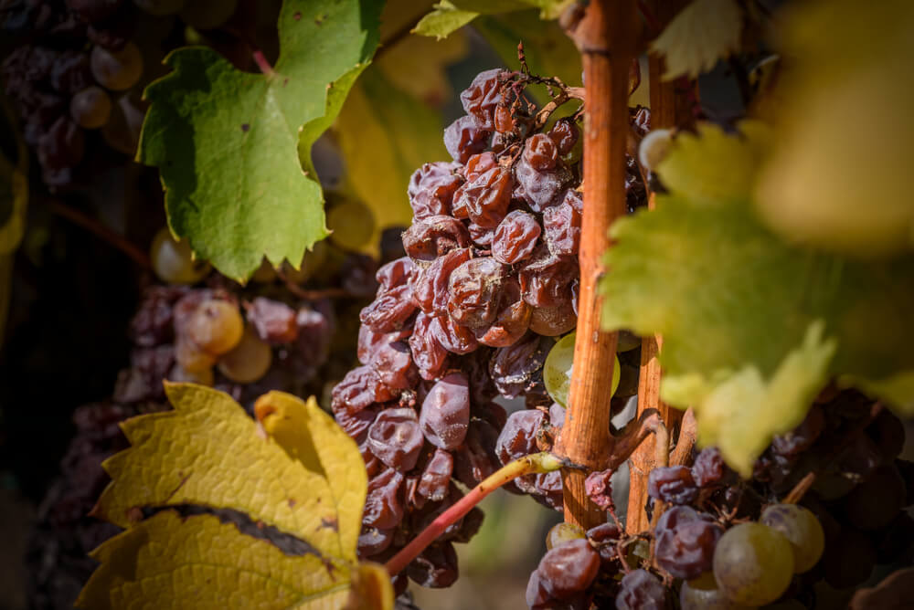 Imagem de uvas botritizadas em uma videira. Elas são utilizadas na fabricação dos vinhos tokaji.