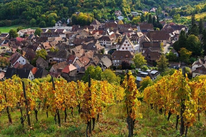 vinhedos nas sub-regiões da Alsácia.