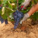 Guia De Uvas: Bobal, Casta Espanhola Pouco Conhecida
