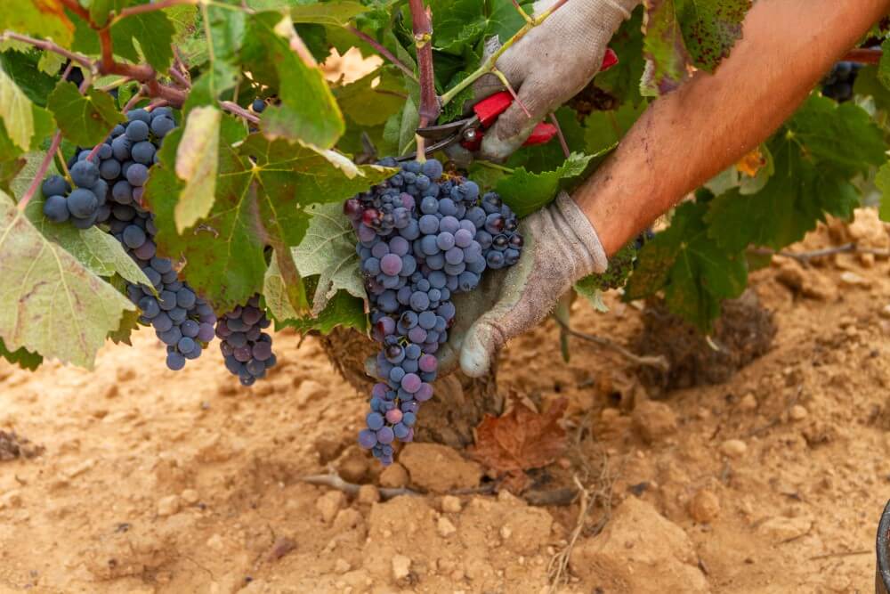 Guia De Uvas: Bobal, Casta Espanhola Pouco Conhecida