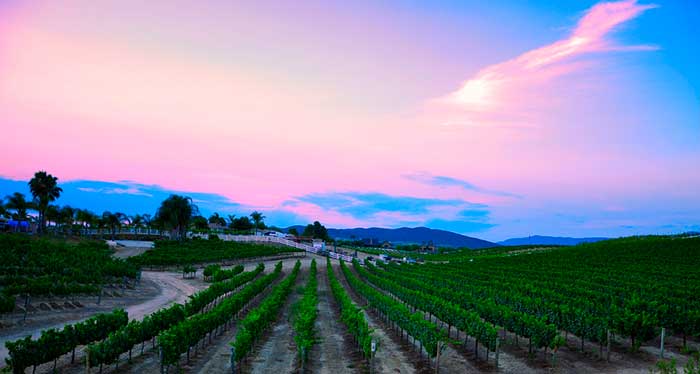 vinícola na Califórnia, Estados Unidos