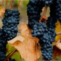 Guia De Uvas: Gamay, A Casta Emblemática De Beaujolais