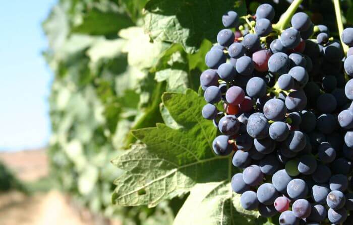 Uvas cultivadas entre 350 e 700 metros de altitude