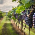 Produção De Vinho No Mundo: Conheça Novas Regiões Vinícolas
