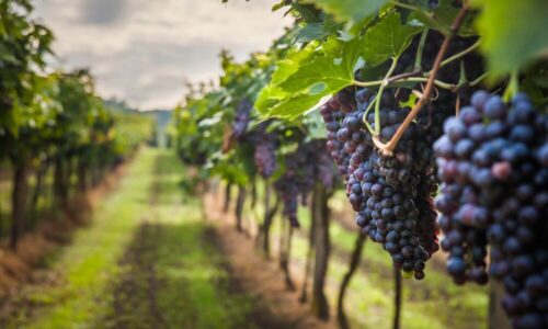 Vinhedo Para A Produção De Vinho