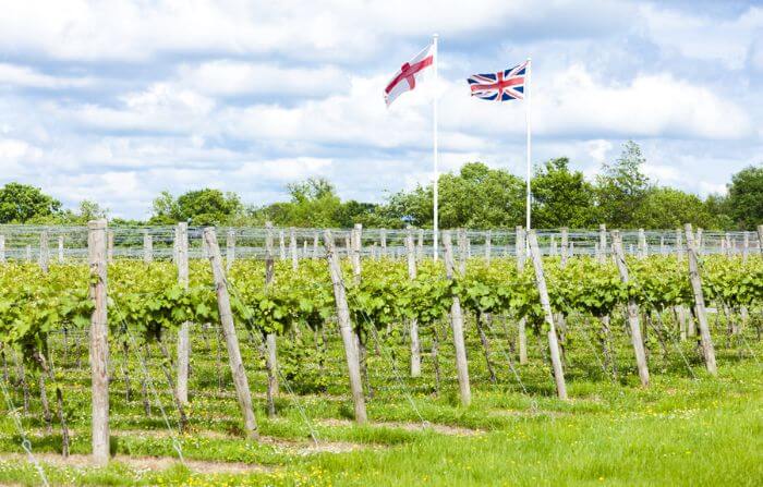 Produção de vinhos na Inglaterra