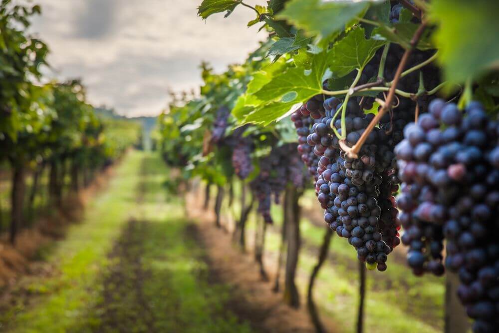 Vinhedo Para A Produção De Vinho