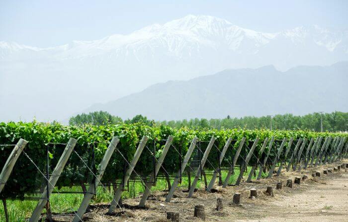 vinhedo de malbec