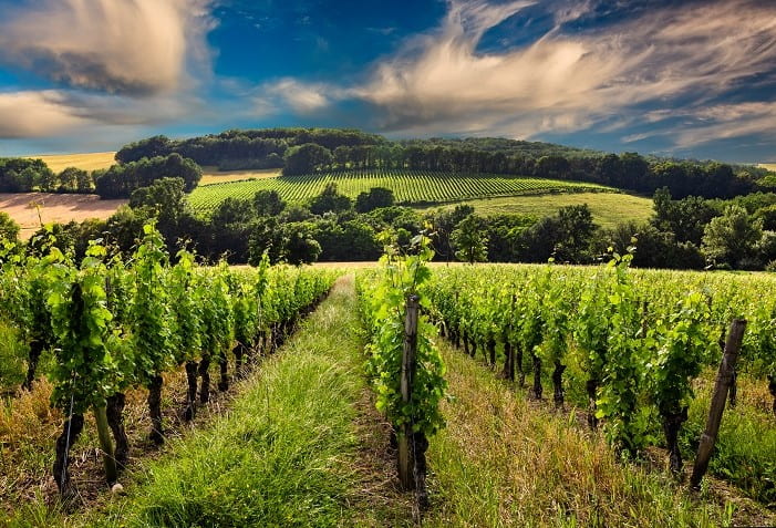 Vinhedo com uva petit verdot.