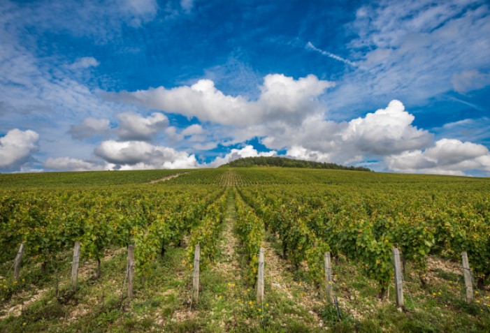 Vinhedo em Chablis.