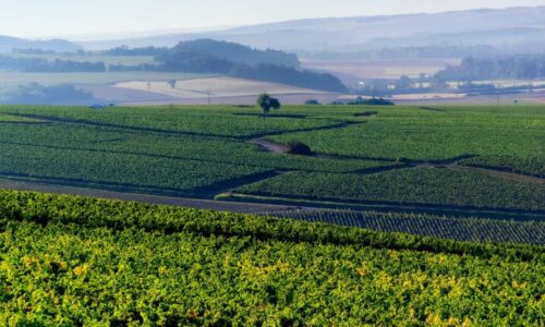 Vinhedos Em Chablis, Na Borgonha.
