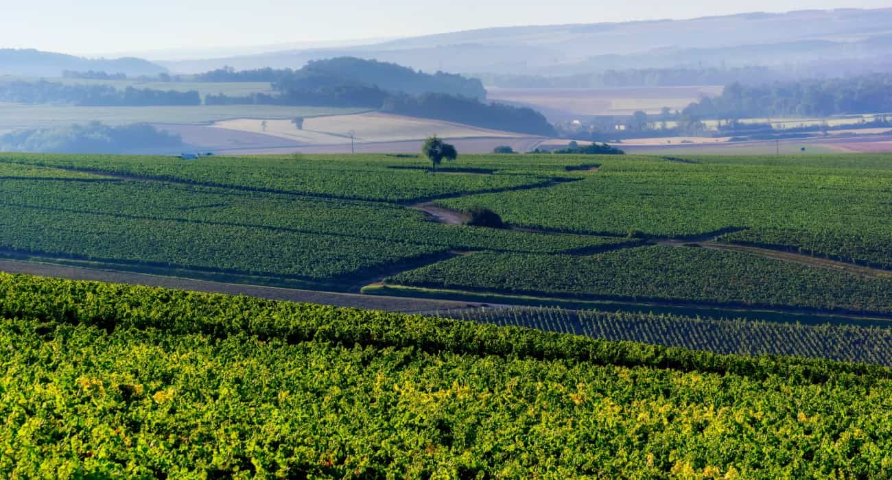 Vinhos Jean Durup: Conheça Os Rótulos E A Tradição De Chablis