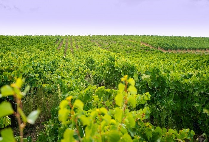 Vinhedos em Bierzo, na Espanha.