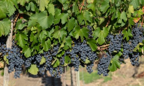 Uvas No Valle Do Uco.