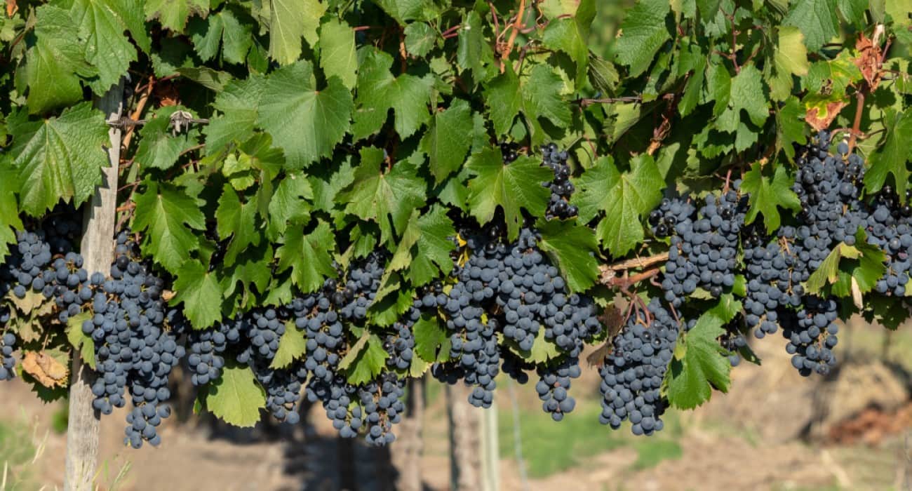 Michelini I Mufatto: História Da Vinícola E Vinhos Para Apreciar