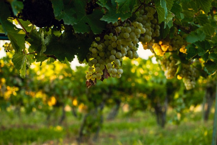 Uva sauvignin blanc em parreira.