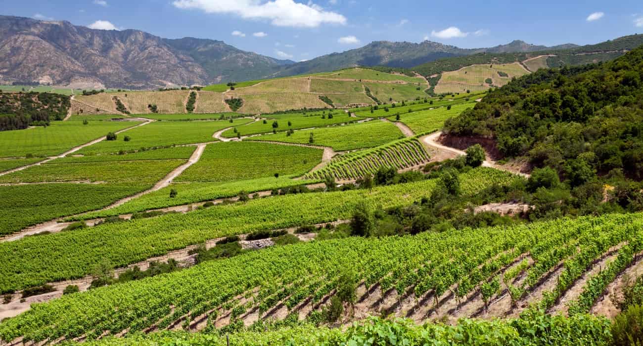 Vinho De Região Costeira: Como O Mar Impacta No Terroir?