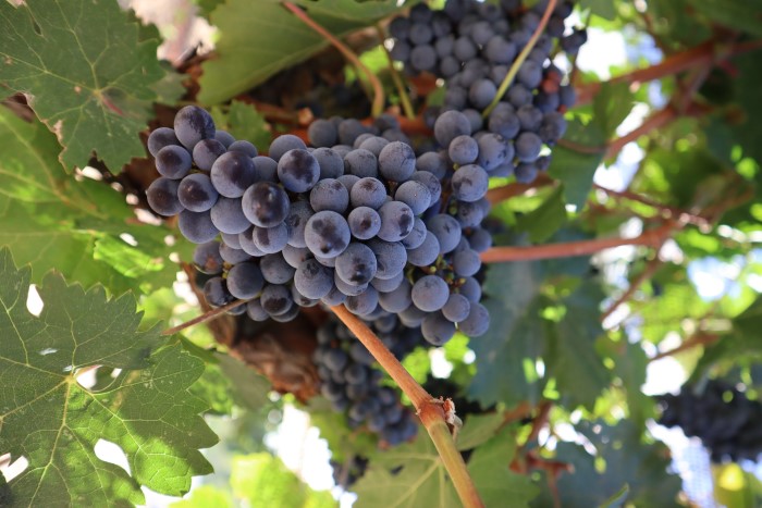 Uva cabernet sauvignon numa parreira.