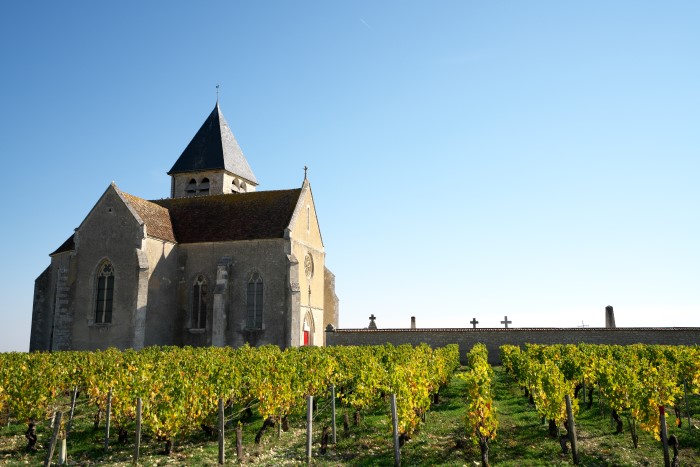 Vinhedo em Chablis da Borgonha, na França.