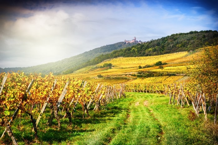 Vinhedo no vale do Rhône, na França.