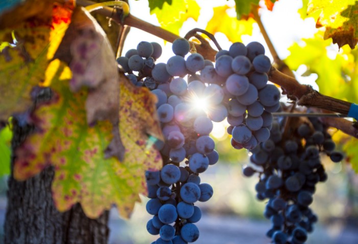 Cacho de uva malbec de vinho argentino.