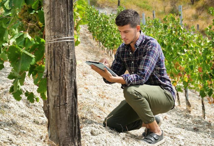 Homem utiliza inteligência artificial para avaliar qualidade de um vinhedo.