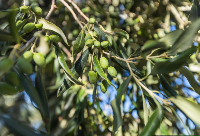 Oliveira com azeitona arbosana.