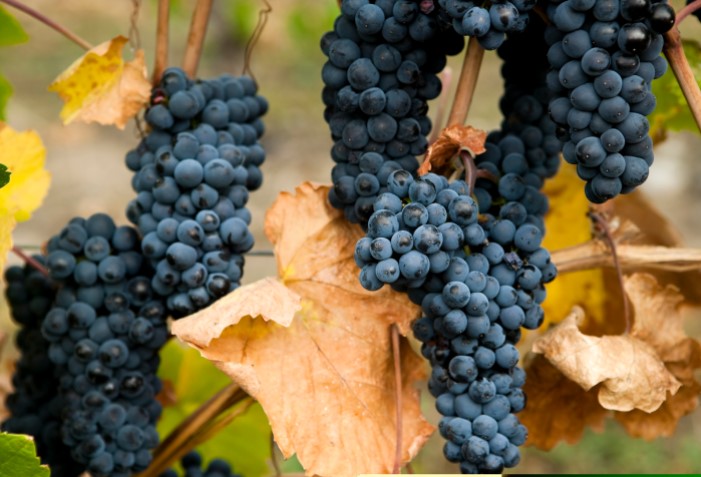 Cachos de uvas gamay.