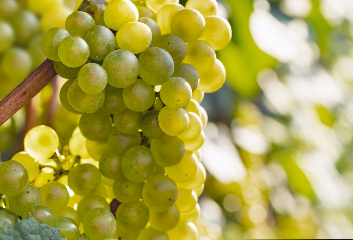 Uvas pinot blanc.