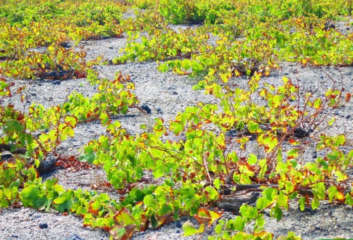Vinhedos de uvas autóctones.