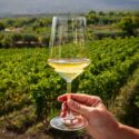 Você Sabe O Que São Uvas Autóctones? Saiba O Porquê Você Deveria Provar Seus Vinhos