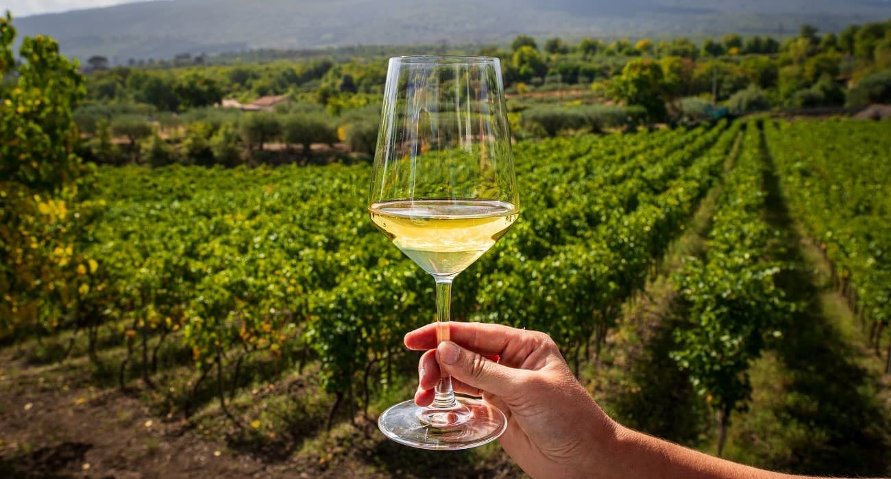 Você Sabe O Que São Uvas Autóctones? Saiba O Porquê Você Deveria Provar Seus Vinhos