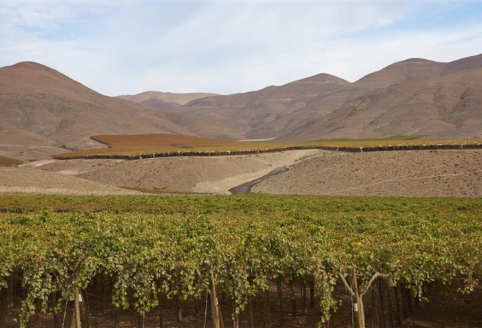 Vinhedo no Atacama, no Chile.