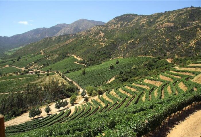 Vinhedo no Vale de Casablanca, no Chile.